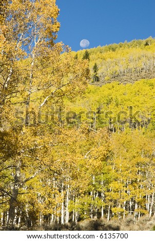 brilliant fall colors in Fish Lake National Forest in Southern Utah. full Moon in the background
