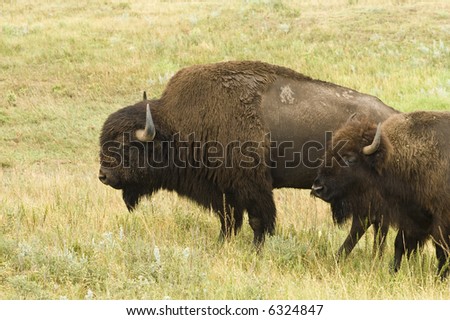 male and female American buffalo in Custer State Park in the Black Hills of South Dakota. The largest land mammal in North America.