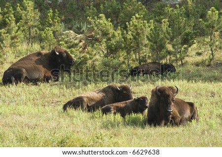 American buffalo calves resting in Custer State Park in the Black Hills of South Dakota. The largest land mammal in North America.