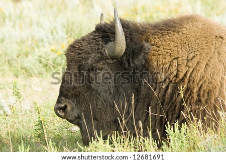 an American buffalo resting in Custer State Park in the Black Hills of South Dakota. The largest land mammal in North America.