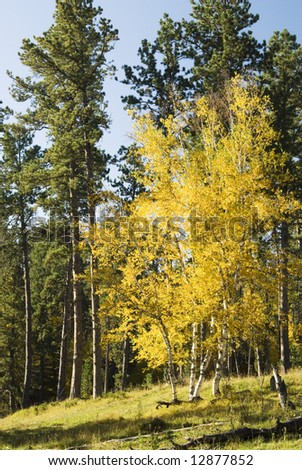Fall colors in the Black Hills of South Dakota. Birch and Pondorosa Pine on a hillside and a clear blue sky