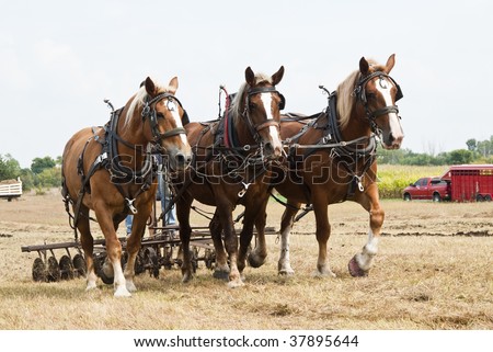 horse-drawn farming demonstrations during the Homesteader Day Harvest Festival at the Beaver Creek Nature Area in South Dakota.