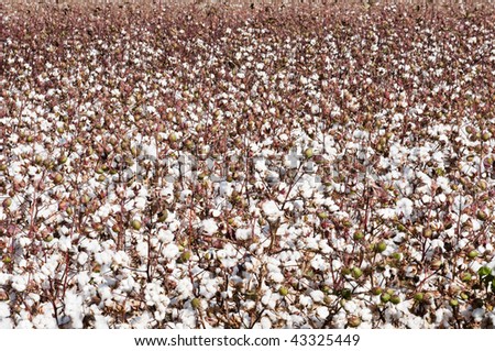 a defoliated cotton field ready for harvest