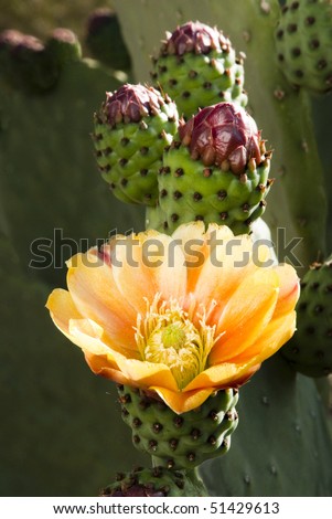 prickly pear cactus blossoms blooming in the spring