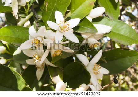 new orange blossoms in the spring.