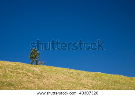 Single tree on a golden hill