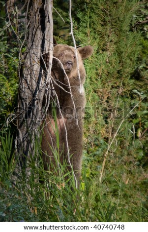 Grizzly Bear standing upright next to tree.