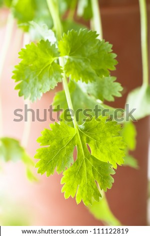 Close up of Coriander leaves, trailing over the side of a terracotta herb pot.