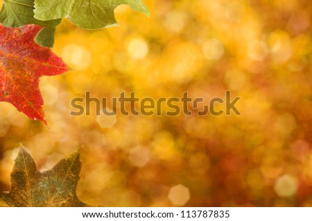 Sycamore leaves in Autumn (fall) shades border left frame with an autumnal bokeh from natural foliage in the background.