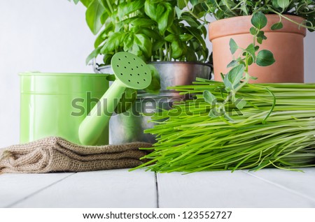 A selection of potted home grown culinary herbs on an old white painted wood table with watering can and hessian sack.  Representing kitchen scene or potting table.