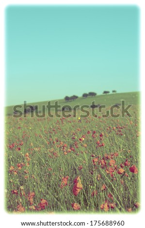 A wild red poppy field  with trees, hill and turquoise sky behind on a bright Summer day.  Cross-processed for an Instagram-esque, retro feel.  Soft white frame added for appearance of old photograph.
