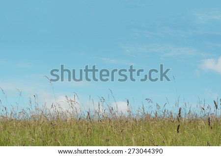 Nature background of a wild green meadow with a variety of long grasses and dandelions, against a blue sky on a bright day in June.