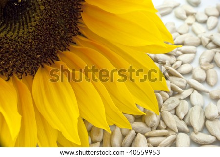 Close-up of a sunflower head with sunflower seeds scattered beneath it, on a white plate.
