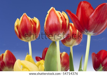 Red and yellow tulips shot from below against blue sky with light fluffy clouds.