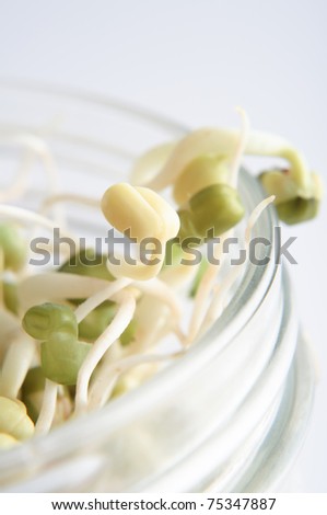 Close up (macro) of sprouting mung beans, reaching up through the top of an open glass jar.  Shallow depth of field.