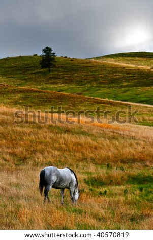 Horse in the Great Plains