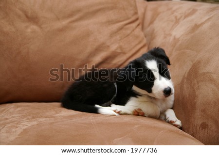 border collie puppies. stock photo : Border collie