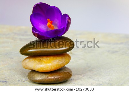 Small purple flower and three river stones