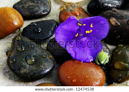 Closeup of small purple flower on river stones