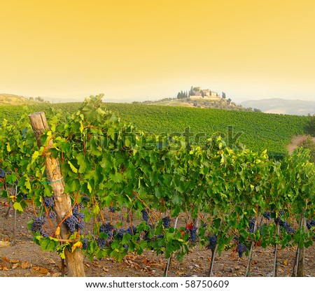 Vineyard in Tuscany, Italy at dusk
