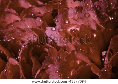 Red Carnation with water drops on the pedals