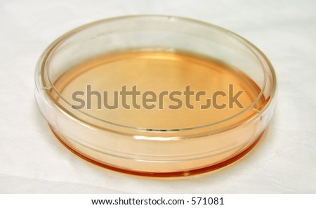Petri dish (tissue culture plate) shot from above.