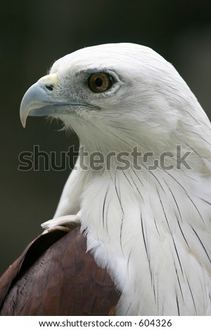White Bellied Sea Eagle Profile shot.  This bird is endigenous to South East Asia, and this shot was from the Philippines
