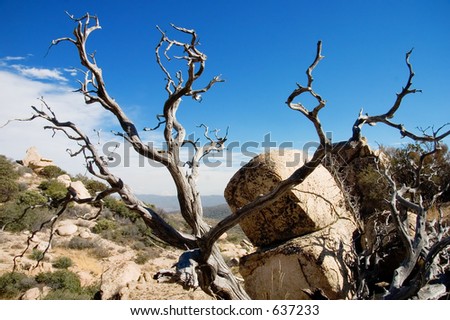 Horizontal Landscape of a desert/ mountain area with a dead tree and rock in the foreground