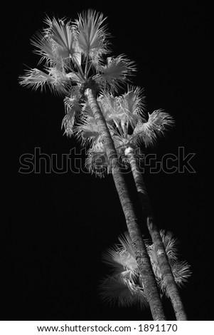 Palm trees taken in near infrared