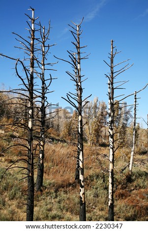 Burned trees in the wilderness with brown brush.  Regrowth from a forest fire.