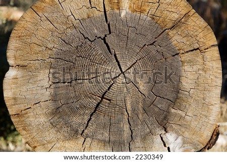 Cross section of a felled tree showing growth rings
