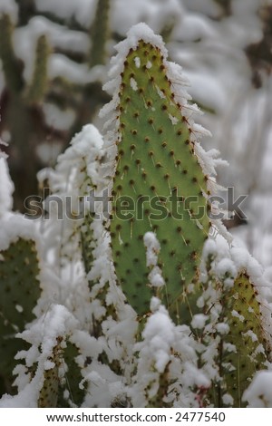 Close up of a paddle cactus lightly covered with snow in a desert.  Illustrates climate change.