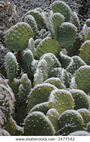 Paddle cactus lightly covered with snow in a desert.  Illustrates climate change.