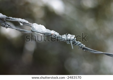 Close up of a barbed wire fence with frost on it.  Shallow depth of field so only part of the wire is in focus.