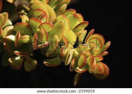 Clsoe up of Jade plant leaves.  Also called Friendship plant