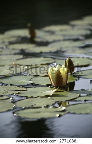Vertical image of a water lily / lotus plant in a pond surrounded by lilypads.