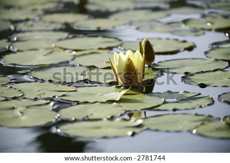 Water lily / lotus flower in a pond, with lily pads surrounding.