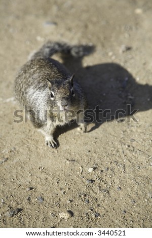 Vertical image of a fat squirrel in the wilderness looking toward camera with negative space below