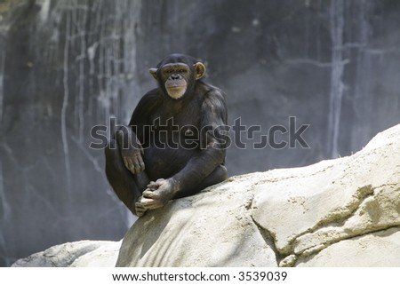 Female chimpanzee staring at camera while sitting on a rock with lots of negative space