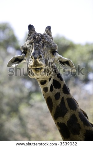 Head shot of a ugandan giraffe with it\'s tongue sticking out a bit.  Ugandan giraffe\'s are also known as Rothschild Giraffe