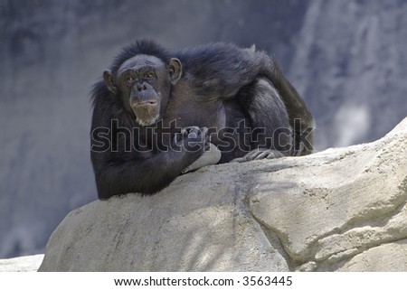 Chimpanzee staring at camera while sitting on a rock with negative space below