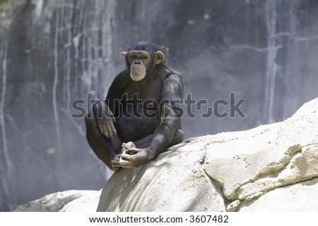 Female chimpanzee sitting on a rock with staring at camera lots of negative space
