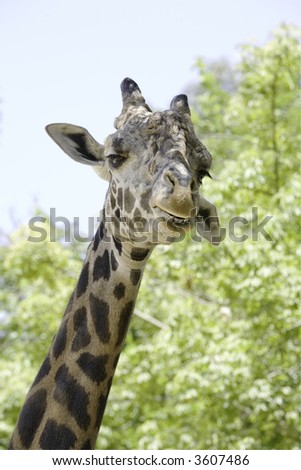 A Ugandan Giraffe (aka Rothschild Giraffe) staring at camera with a goofy grin on it\'s face, one ear up, one down.