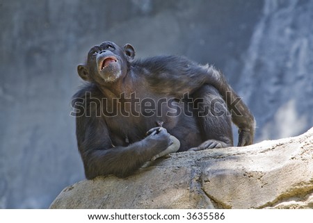 Chimpanzee looking up while sitting on a rock with negative space below