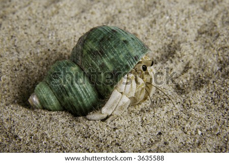 Hermit crab essays