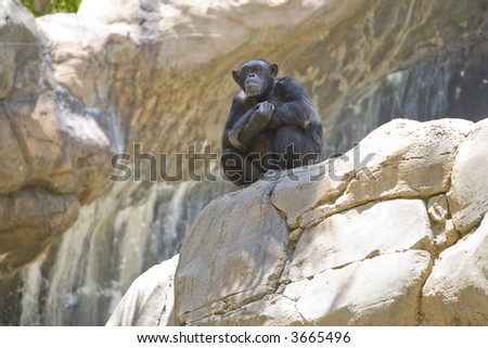 Female chimpanzee staring at camera while sitting on a rock with lots of negative space
