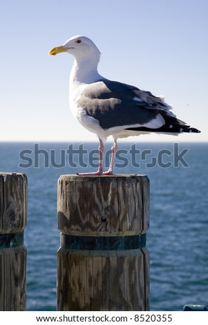 Vertical image of a seagull standing on a  stump at a pier with the ocean and horizon in the background.