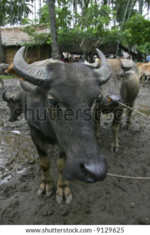 A Filipino water buffalo, or \