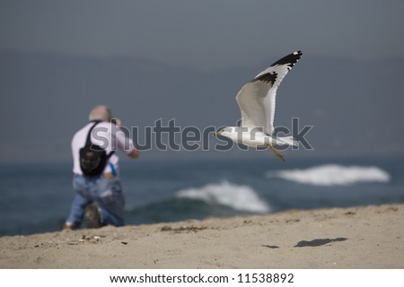 Image of the beach with a seagull in the foreground with a photographer int eh back shooting a wave.