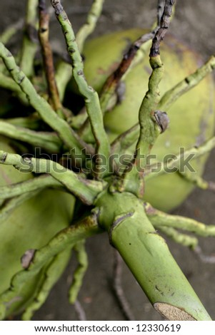 Pair Of Coconuts